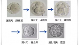 胚胎能冷冻保存多久？